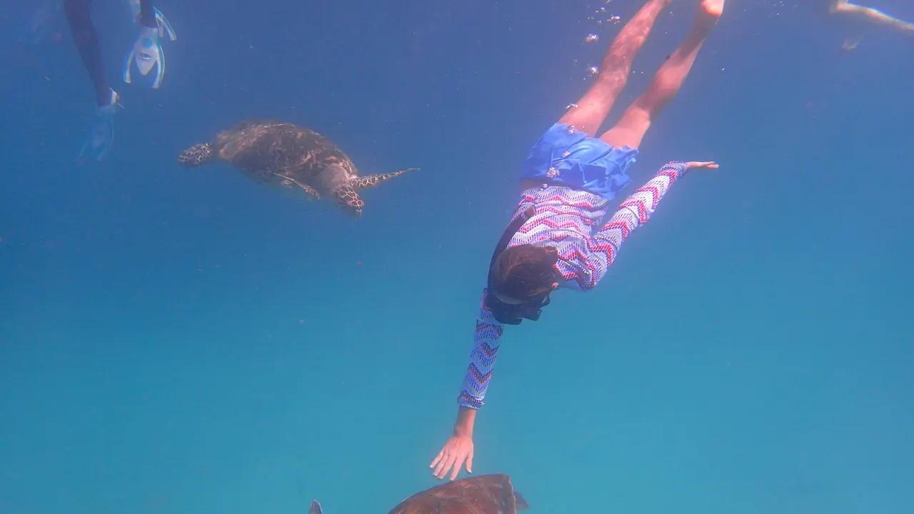 Private Turtle Swim & Snorkeling Adventure